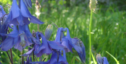 Vivre à saules - en savoir plus